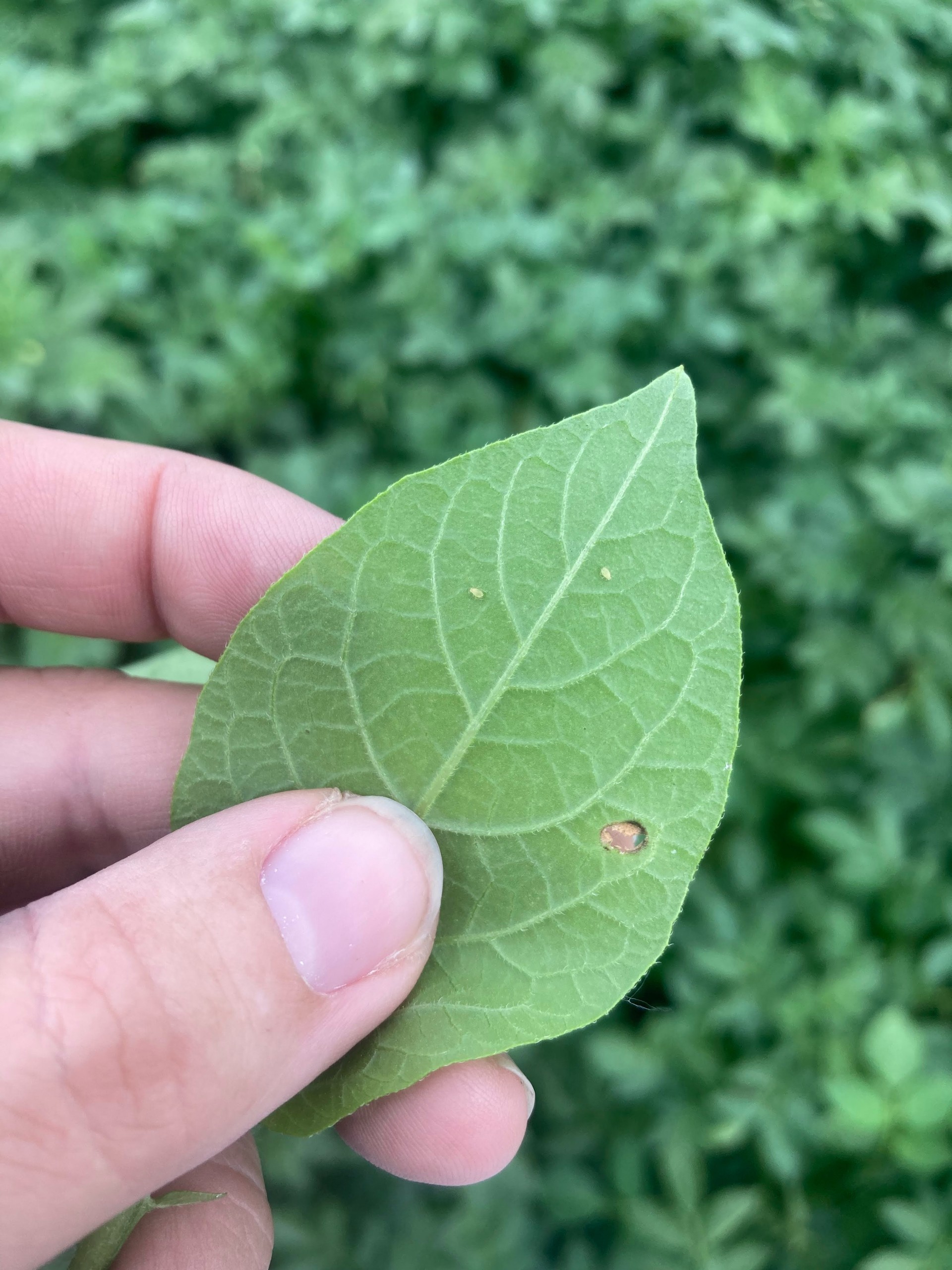 hand holding a leaf with white spots that are aphids